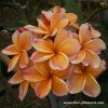 Plumeria PENANG PEACH plant