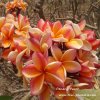 Penang Peach Plumeria 1