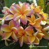 Penang Peach Plumeria