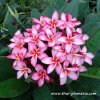 Plumeria PETCH NAM AKE