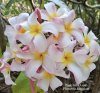 Plumeria seeds PINK BABY LOVE
