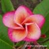 Plumeria PINK DIAMOND plant