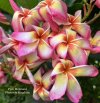 Plumeria seeds PINK MERMAID