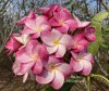 Plumeria seeds PINK TWIRL