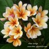 Plumeria Plew Suriya1