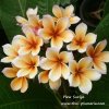 Plumeria plant PLEW SURIYA