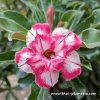 Adenium POPPY BEAUTY plant