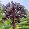 Plumeria Purple Crown1