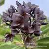 Plumeria plant PURPLE CROWN