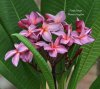 Plumeria seeds PURPLE DREAM