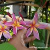 Plumeria PURPLE RAINBOW plant