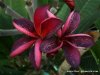 Plumeria THAI SILK LUCITE plant