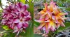 Plumeria 50 seeds #3 Free shipping