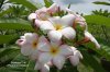 Plumeria seeds RAINBOW CUP