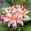 Rainbow Star Burst