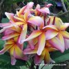 Plumeria plant RAINBOW STAR BURST