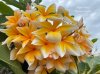 Raphin Yellow