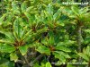 Dwarf Plumeria