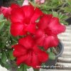 Adenium UDOMSUP RED plant