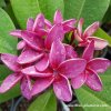 Plumeria RED VIOLET plant