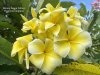 Rung Aroon Yellow