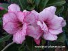 Adenium ROONG THONG  plant