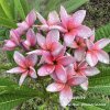 Plumeria plant ROSE SAPPHIRE