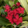 Plumeria RUBY RED plant