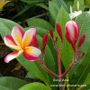 Plumeria RUNG ARUN plant