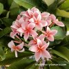 Plumeria plant RUNGSIRICHOK