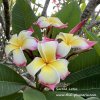 Plumeria Sacred Lotus1