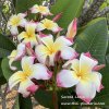 Plumeria plant SACRED LOTUS
