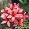 Plumeria SAI THONG plant