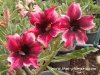 Adenium SAKDA VIOLET plant