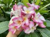 Plumeria seeds SALLY MORAGNE
