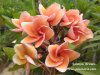Salmon Brown plumeria