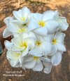 Plumeria seeds SAMOAN FLUFF