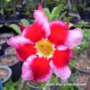 Adenium SANTA CLAUS plant