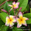 Plumeria SAO ISAAN plant