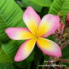 Plumeria Sao Isaan