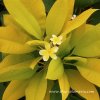 Variegated Plumeria plant SIAM GOLD