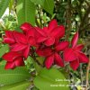 Siam Red Plumeria 1