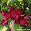 Siam Red Plumeria 