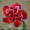 Adenium SIAM SANTA plant