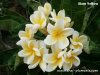 Dwarf Plumeria