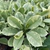 Variegated Plumeria SILVER LEAF plant