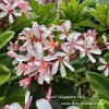 Dwarf Plumeria Singapore Pink