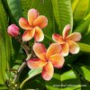 Plumeria SOM LAI plant