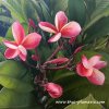 Plumeria SOM HYUD plant