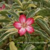 Variegated Adenium SOMALENSE plant